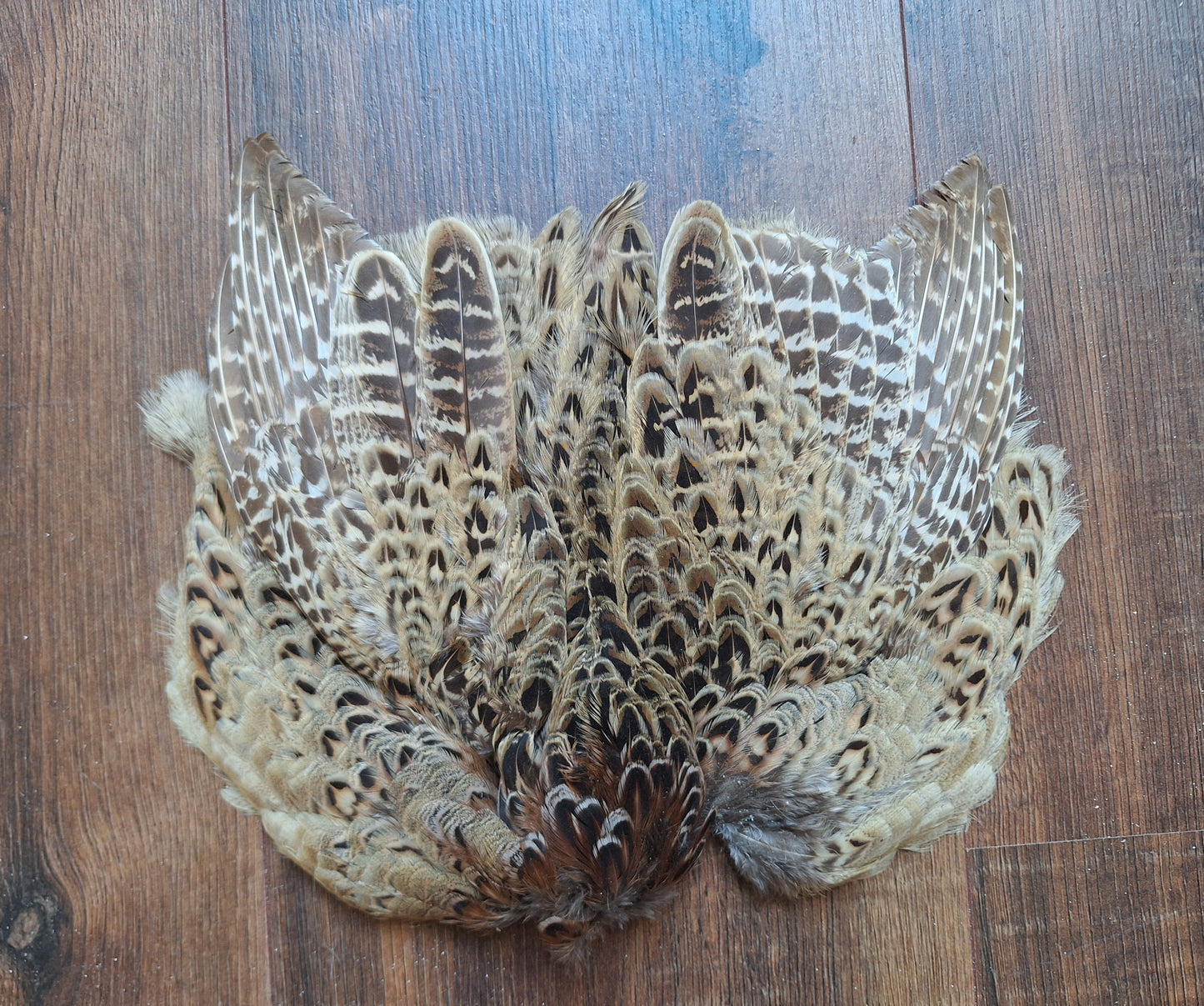 Pheasant skin