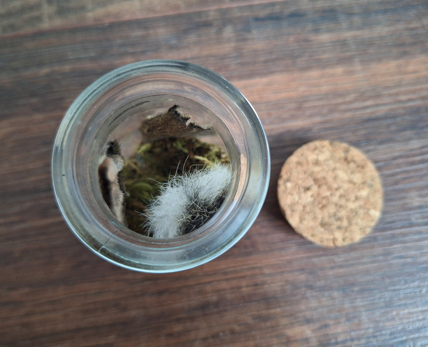 Rabbit ears and tail set in glass jar