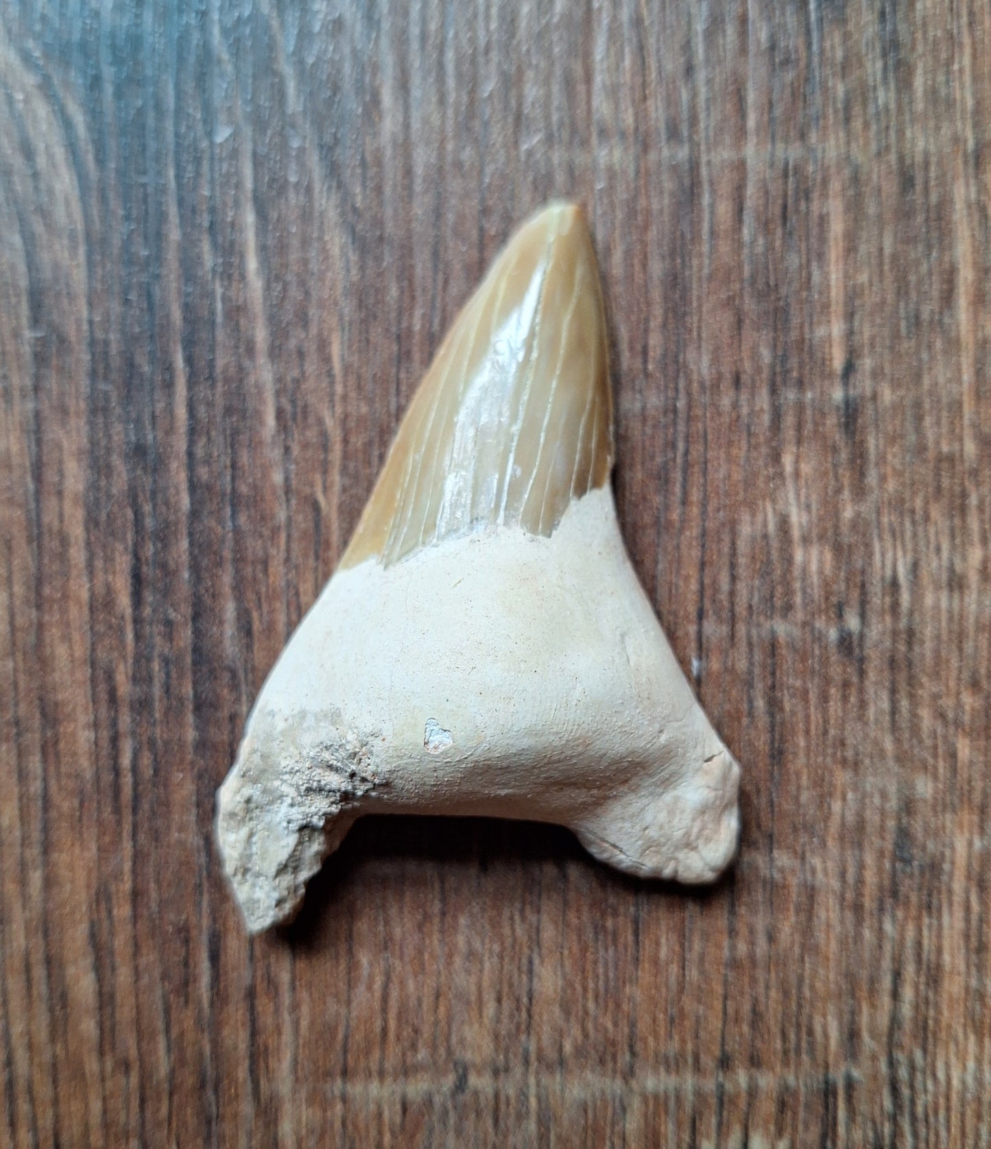 Fossilized shark teeth, large