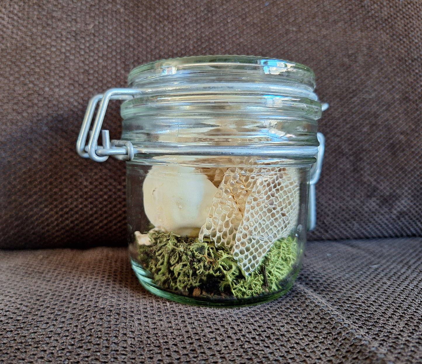Snake set in glass jar