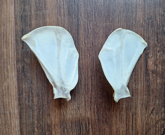 Fox scapula's, set of 2