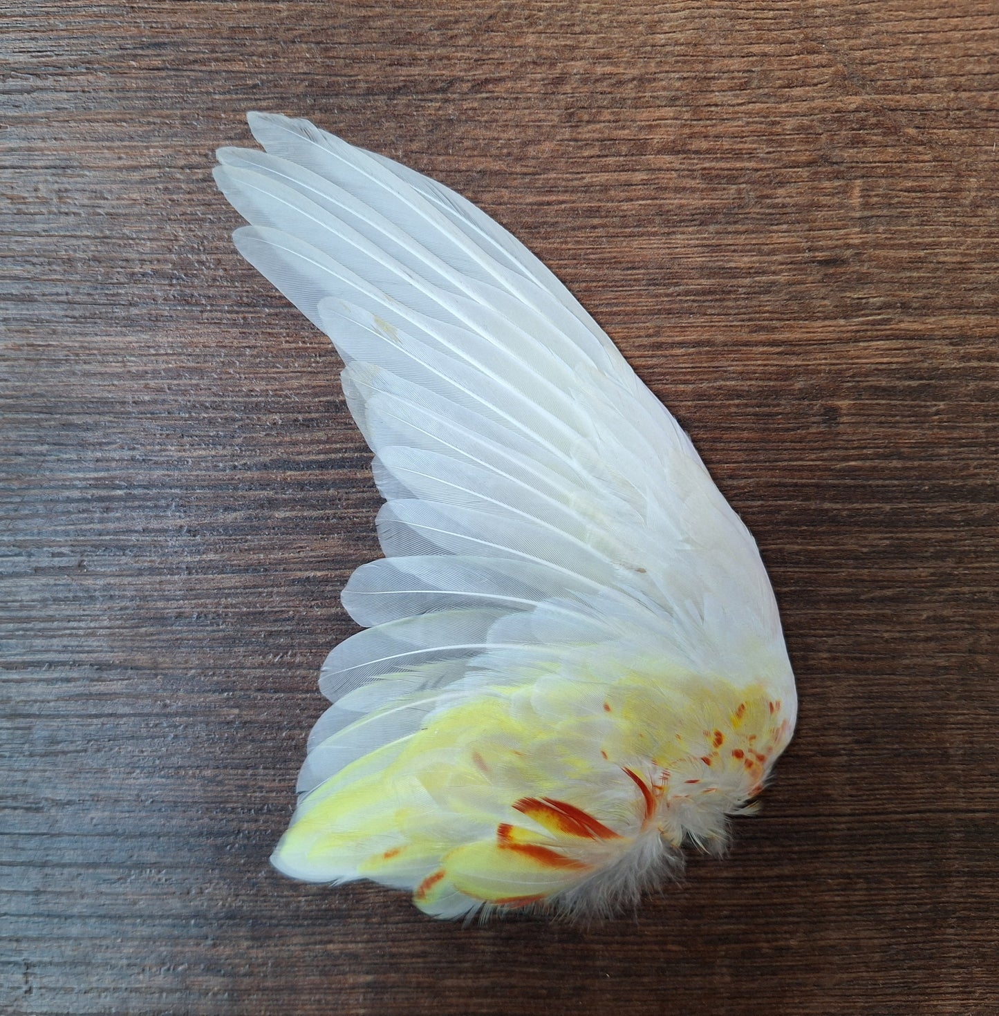 Rosella parakeet single wings