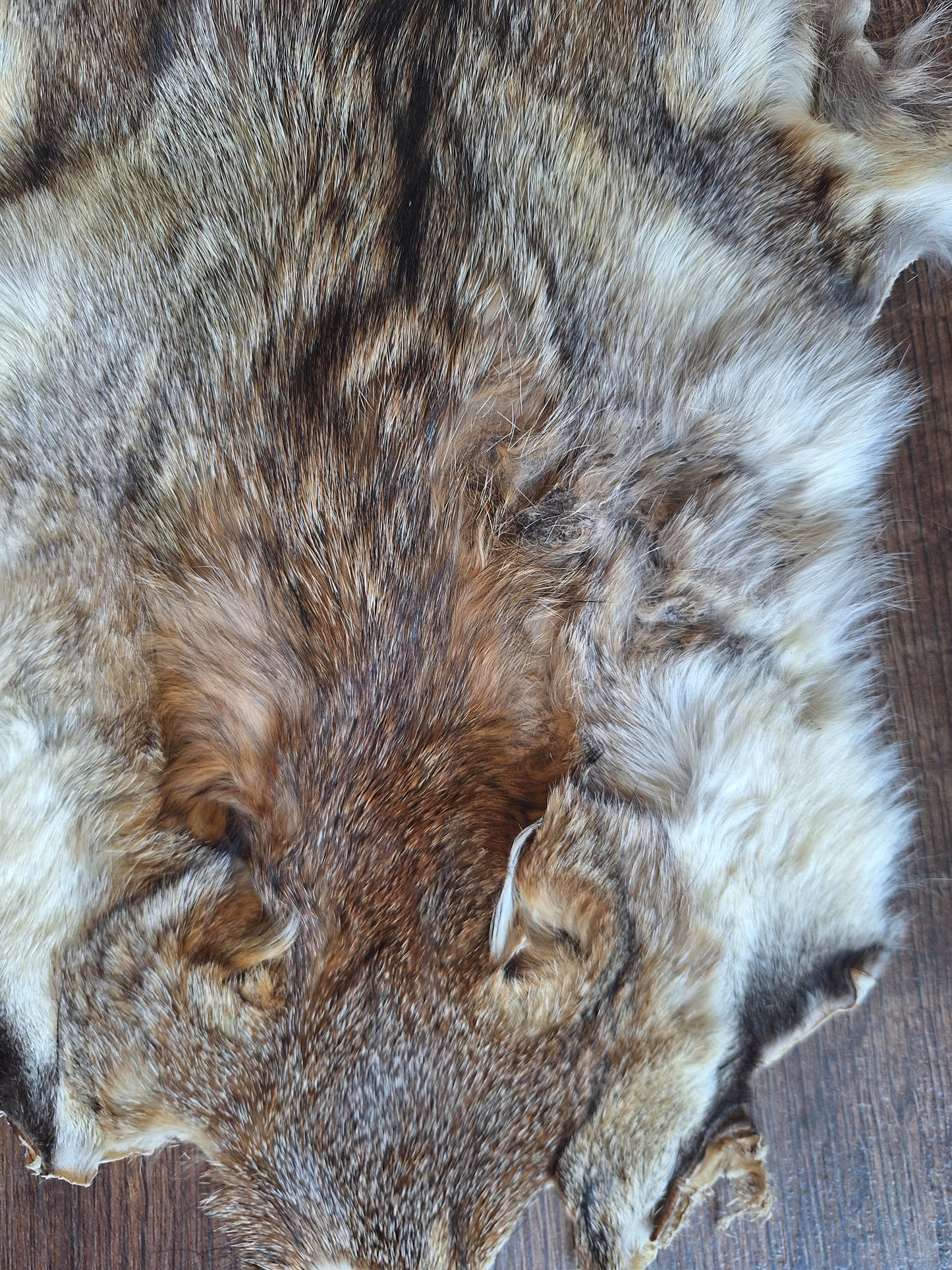 Cape fox hide #5, B-quality