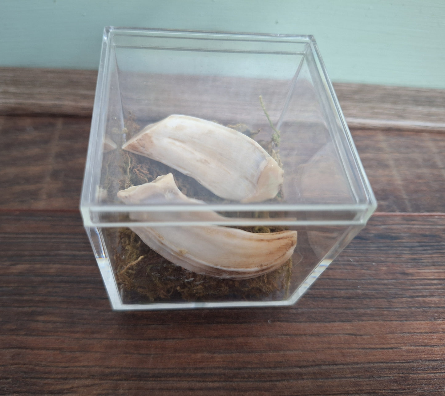 Wild boar upper jaw tusks in display cube
