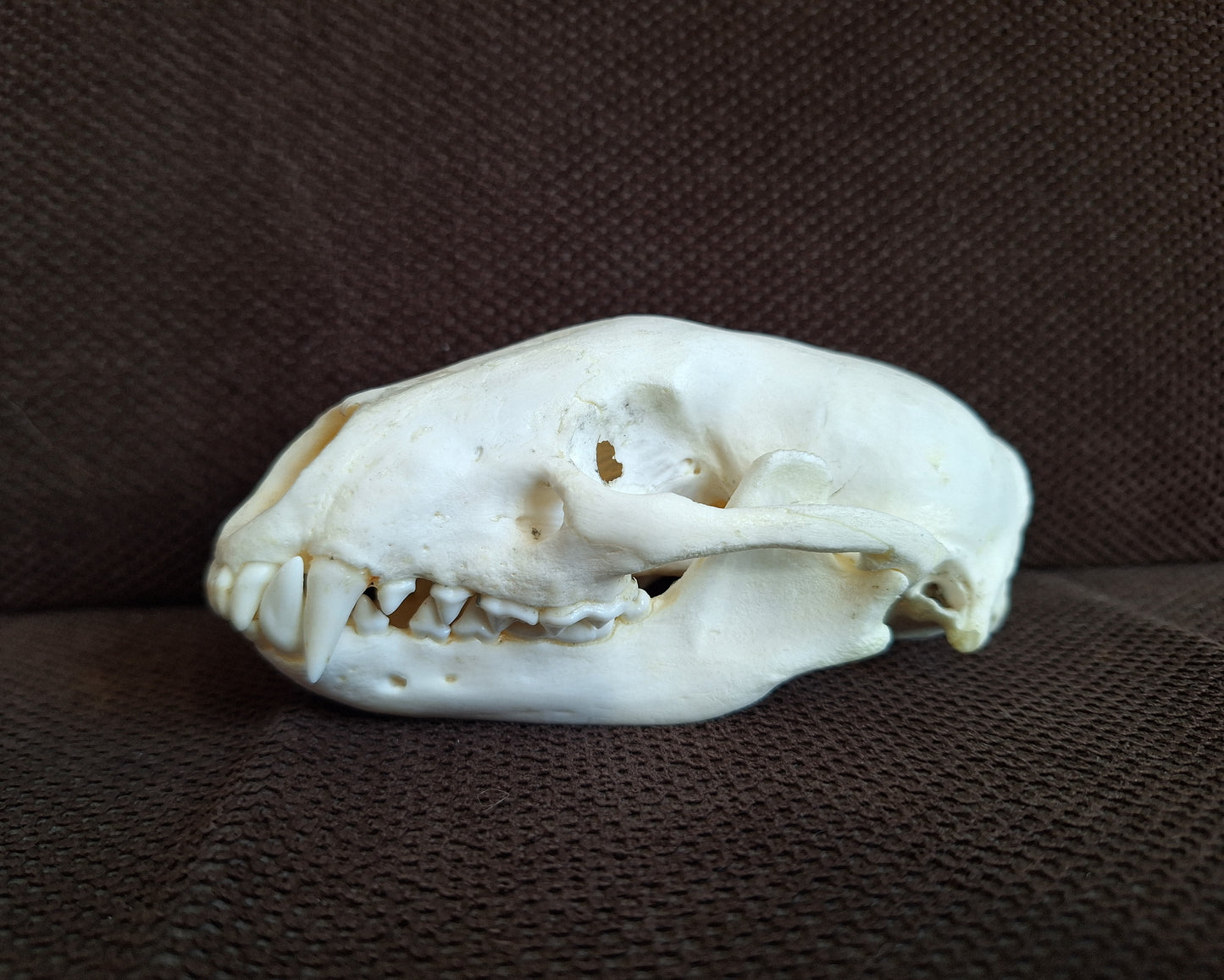 Raccoon skull #1