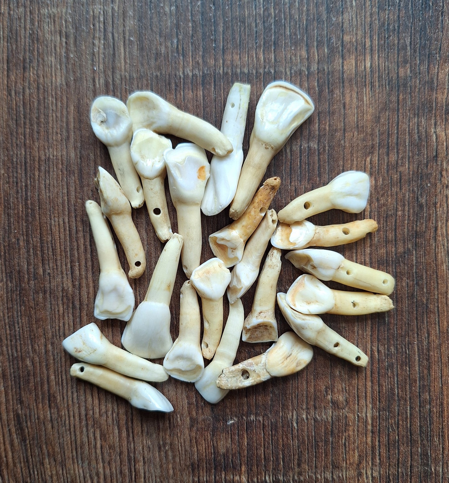 Cow teeth, B-quality