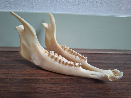 Muflon lower jaw