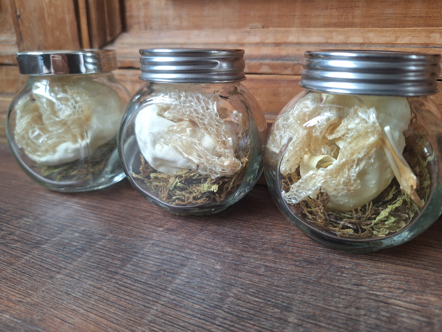 Snake set in glass jar