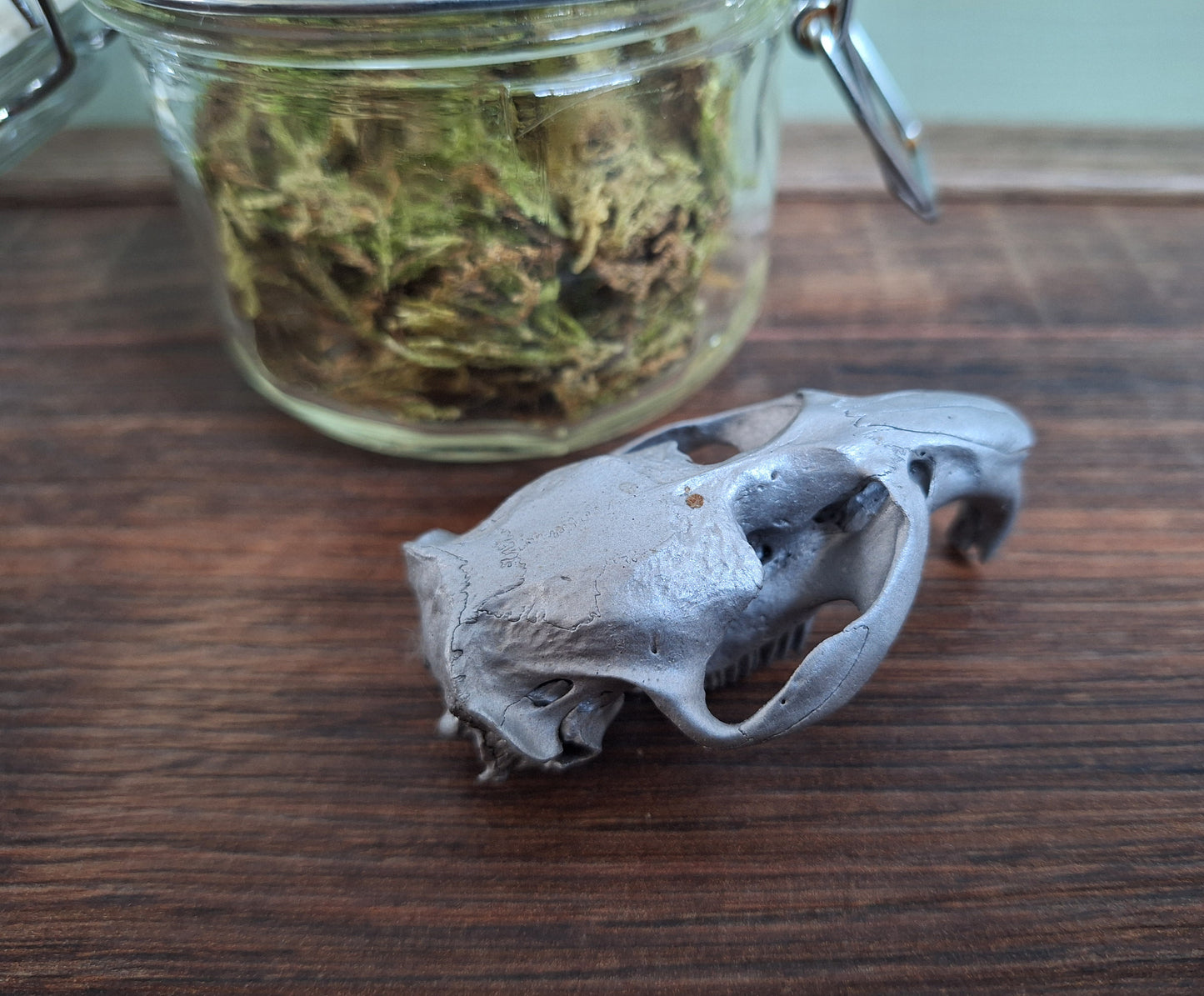 Musk rat upper skull, silver-painted, in glass jar