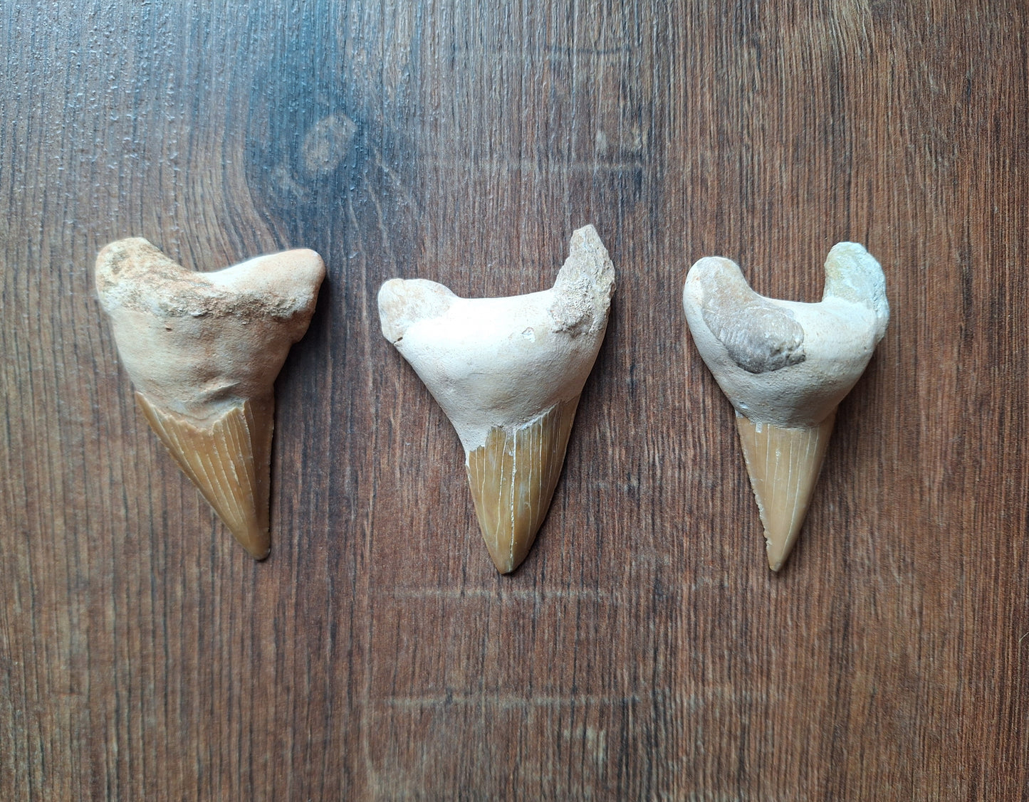 Fossilized shark teeth, large