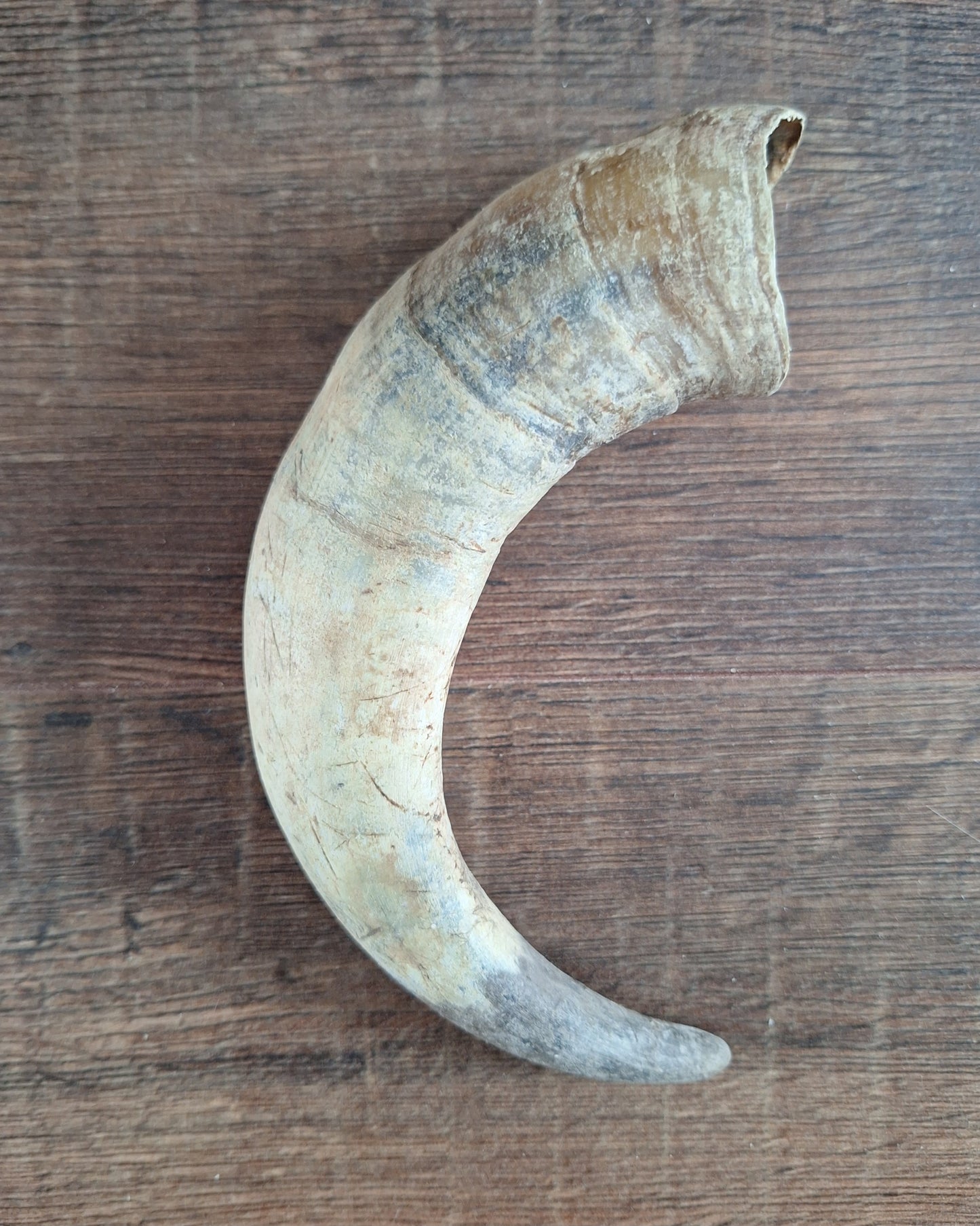 Cow horns