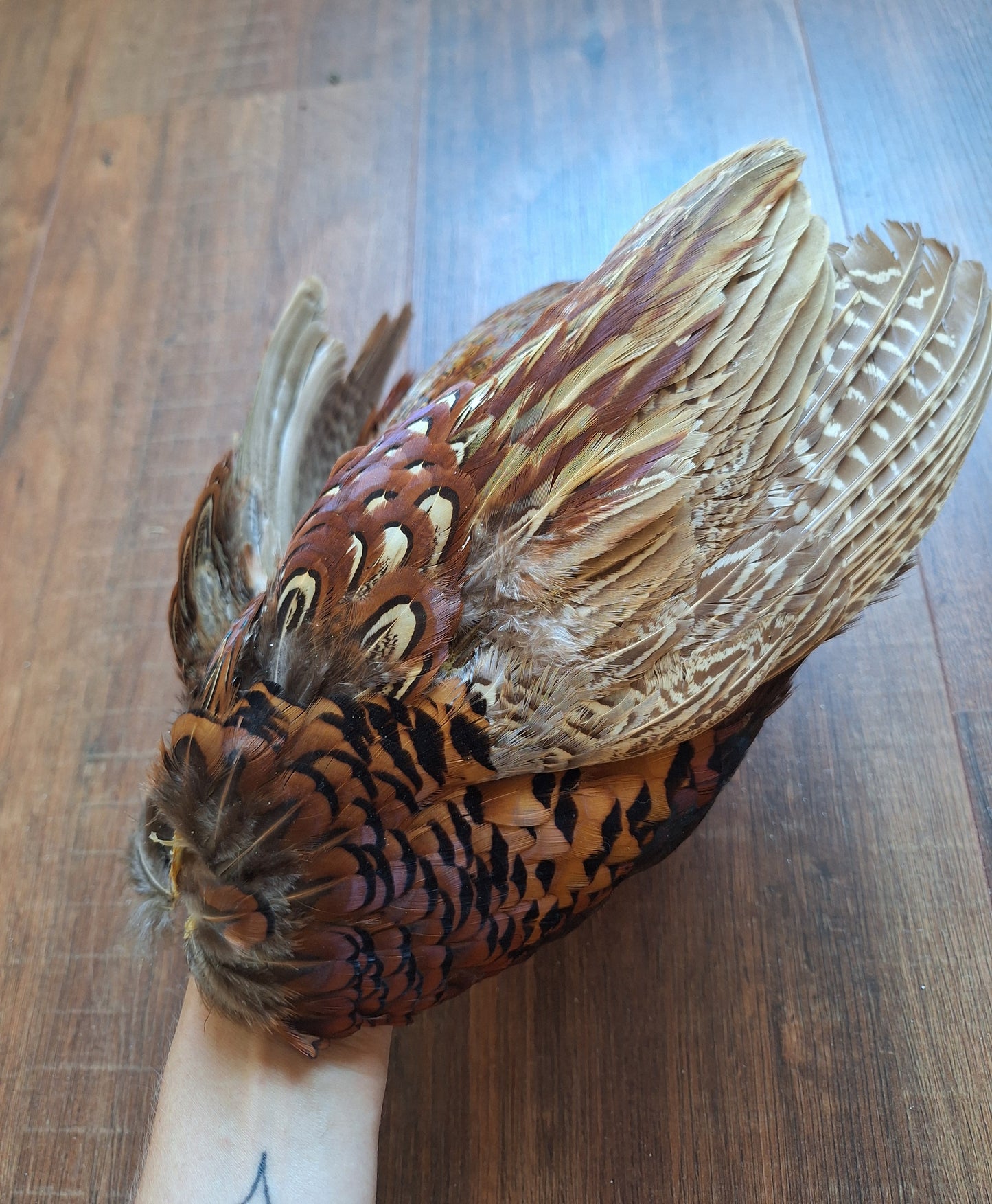 Pheasant skin