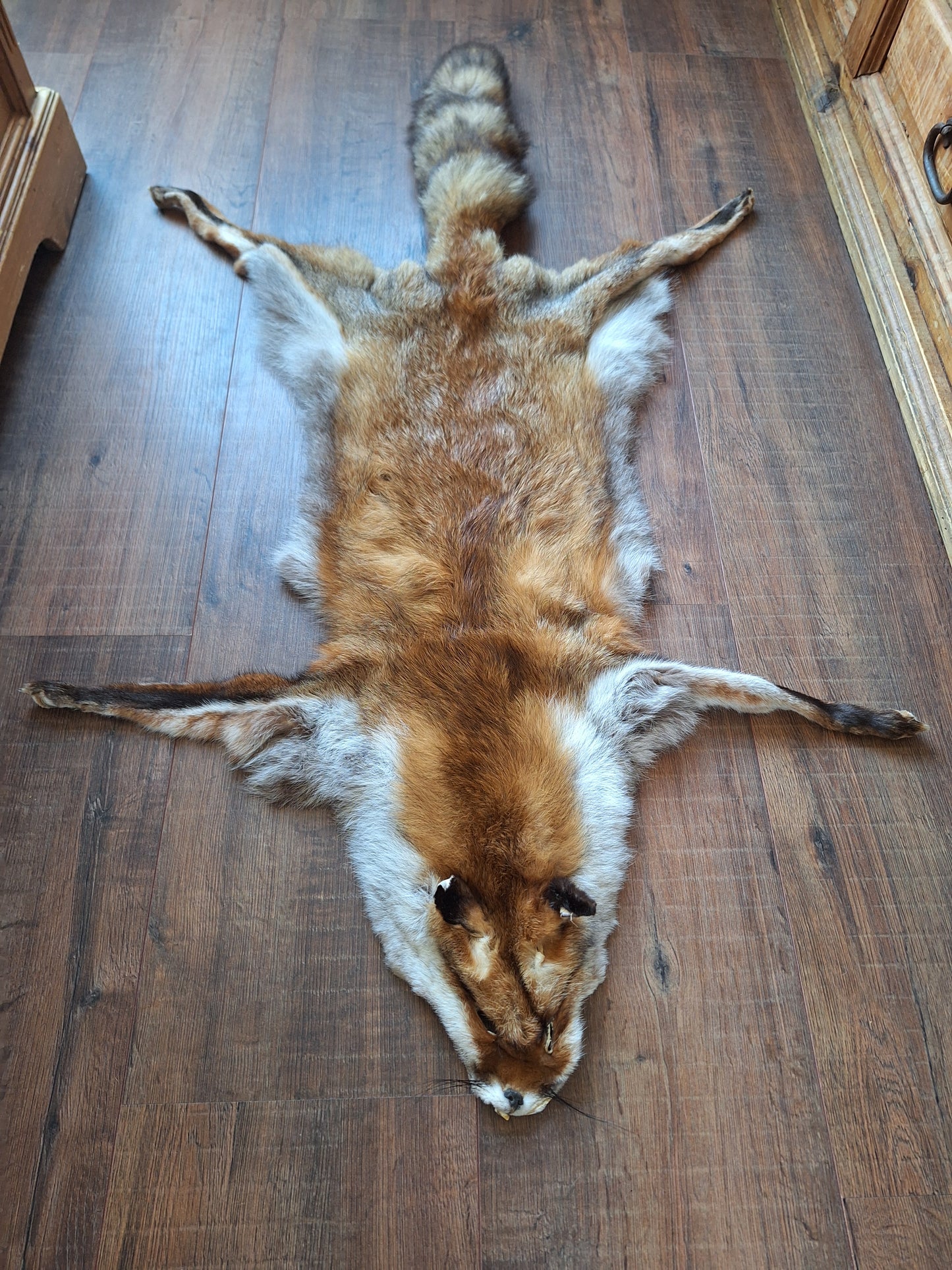 Red fox hide #22