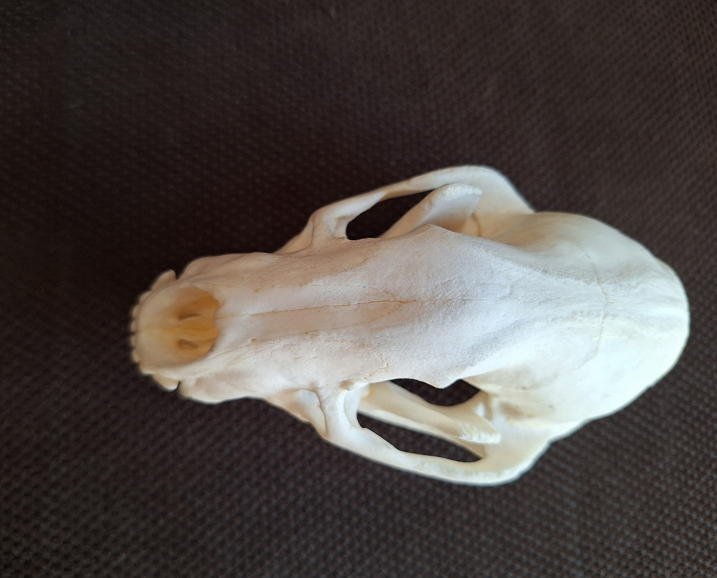 Racoon skull #3, B-quality