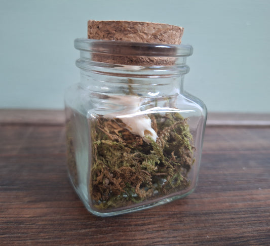 Mole skull in glass jar