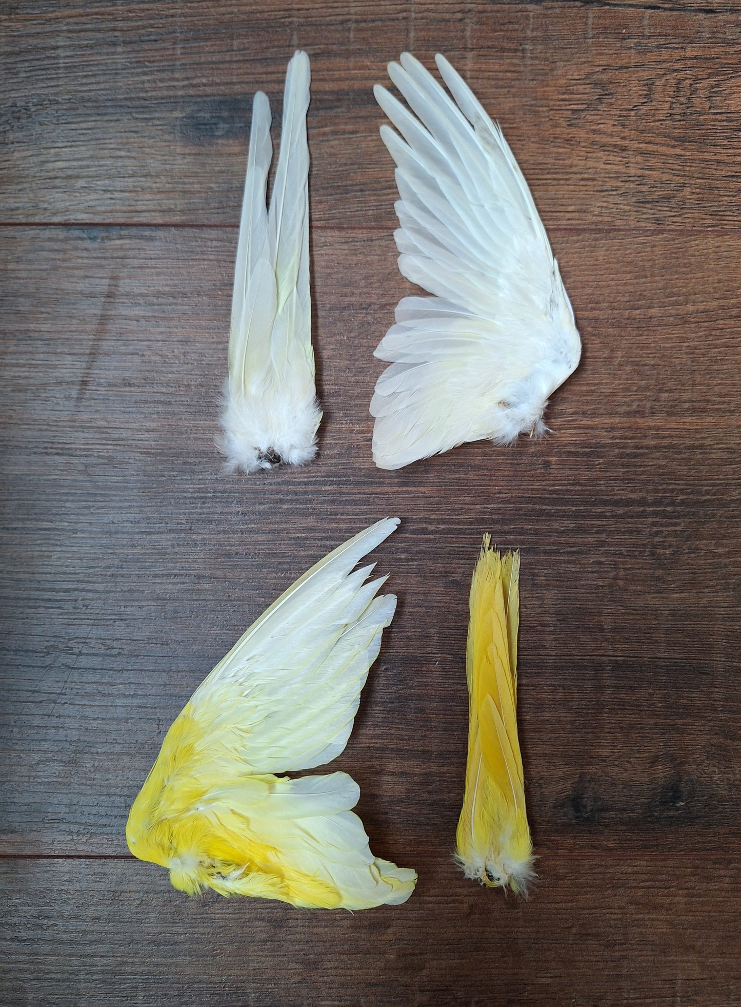 Red-rumped parrot single wing and tail, B-quality