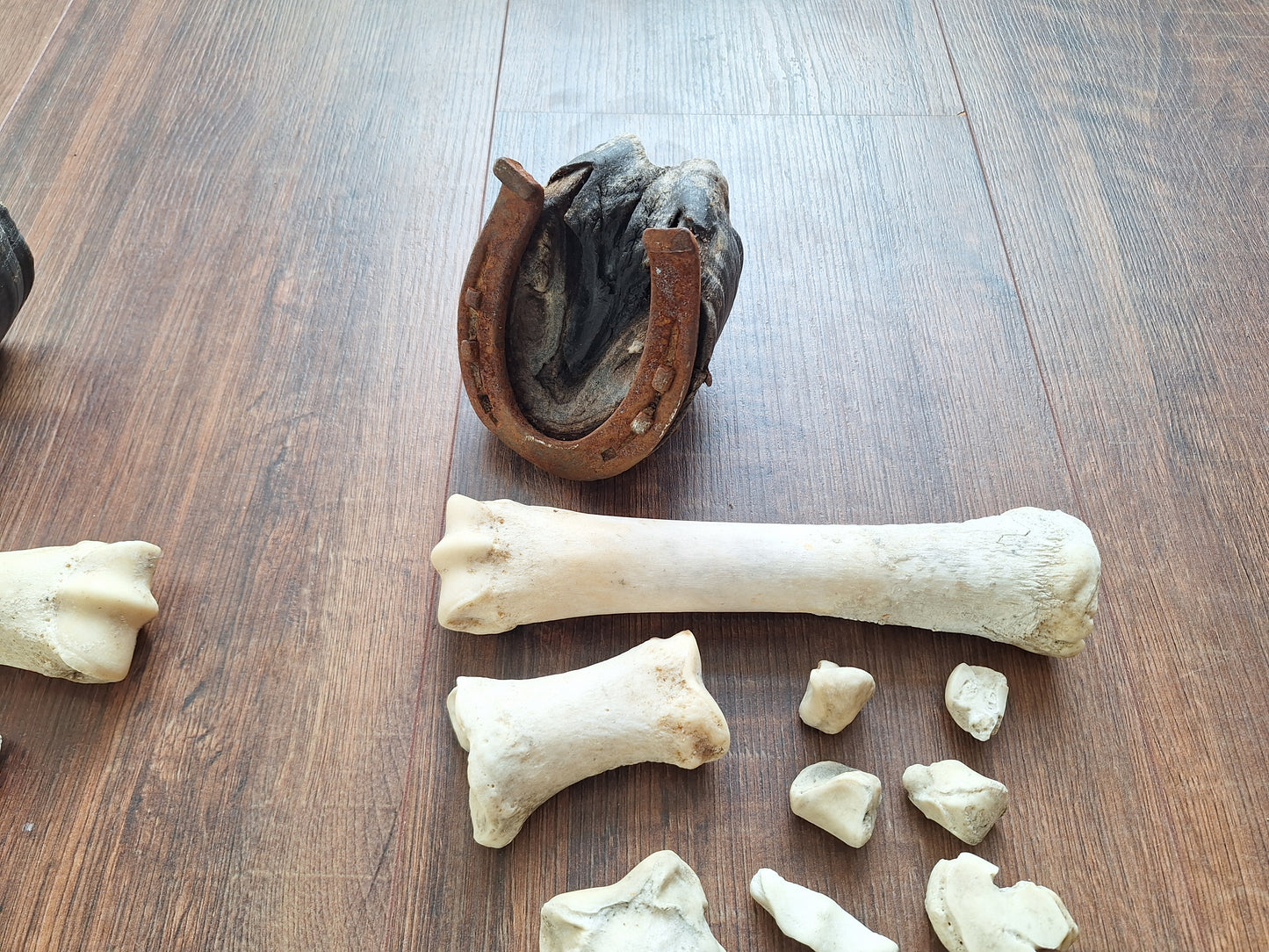 Horse lower leg bone sets