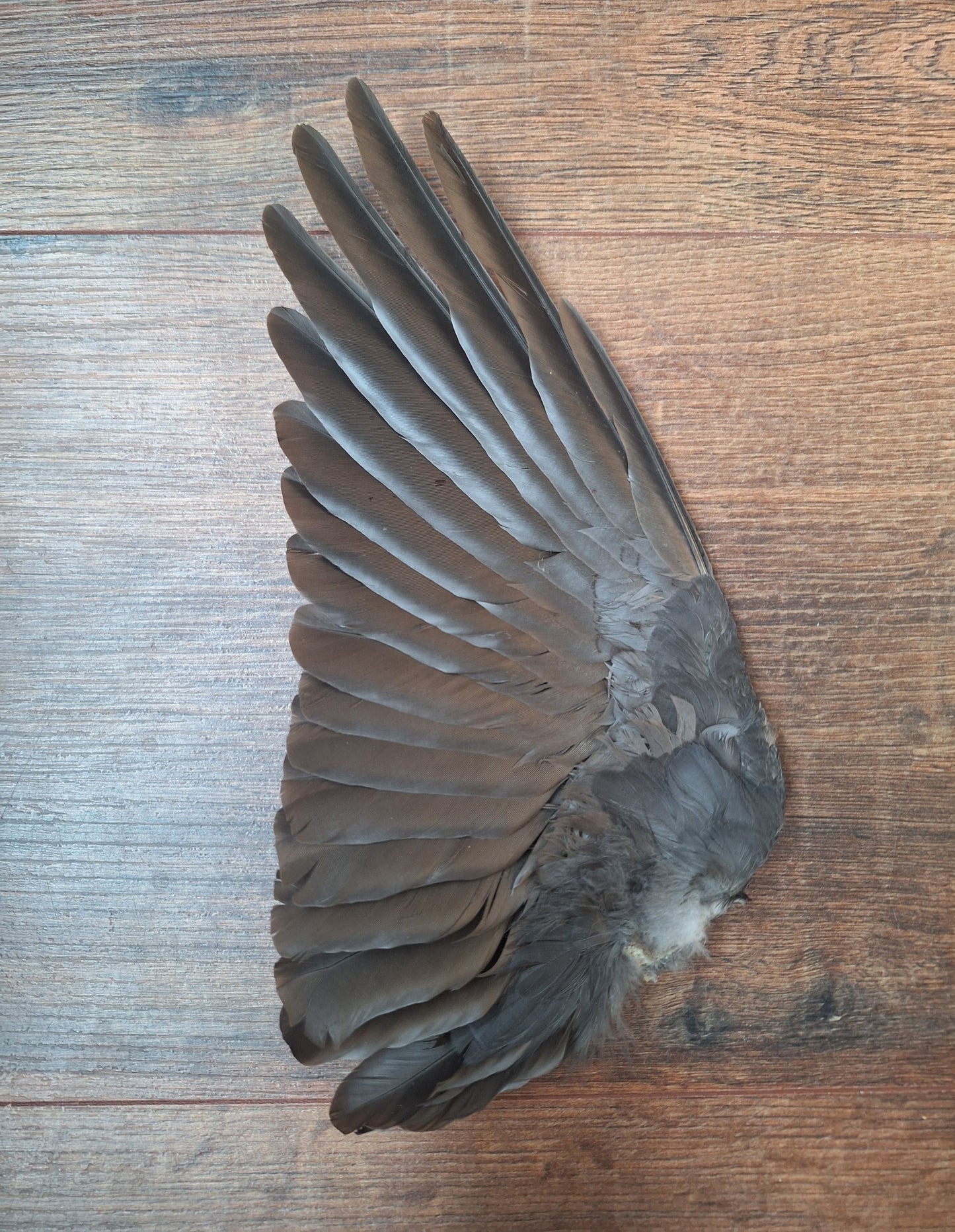Jackdaw single wing