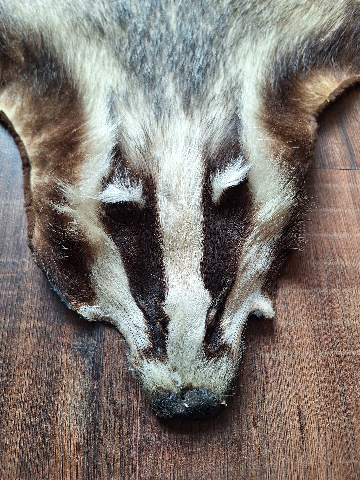 Badger hide #6