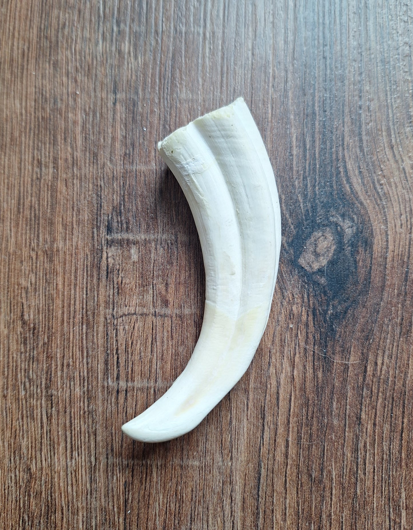 Wart hog tusks