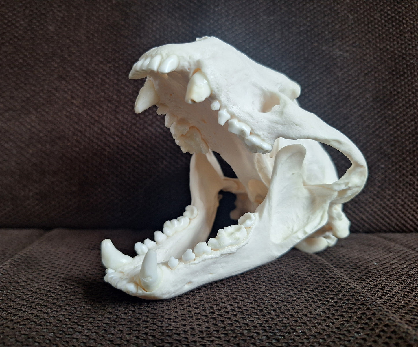 Badger skull #6
