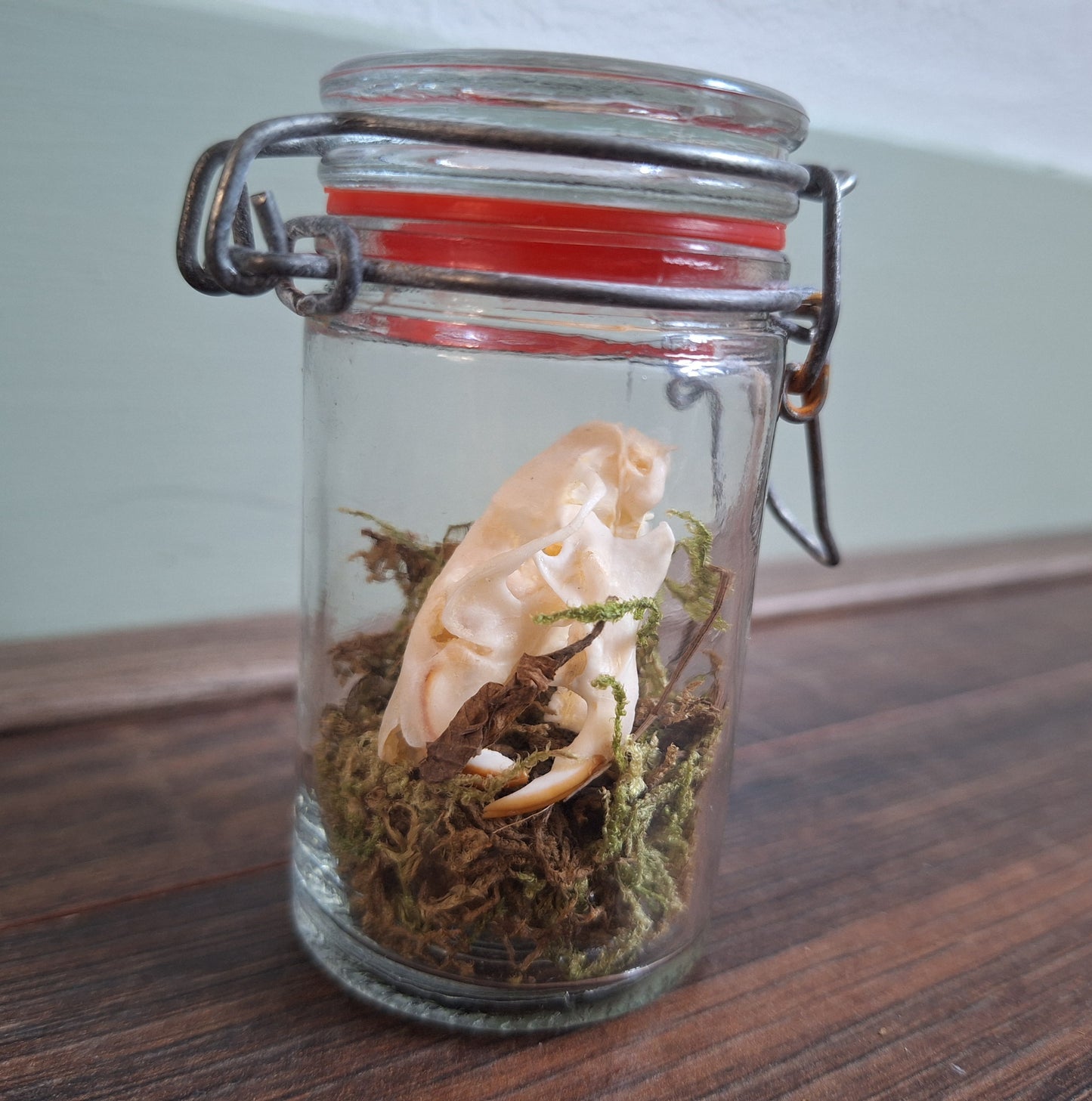 Rat skull in glass jar