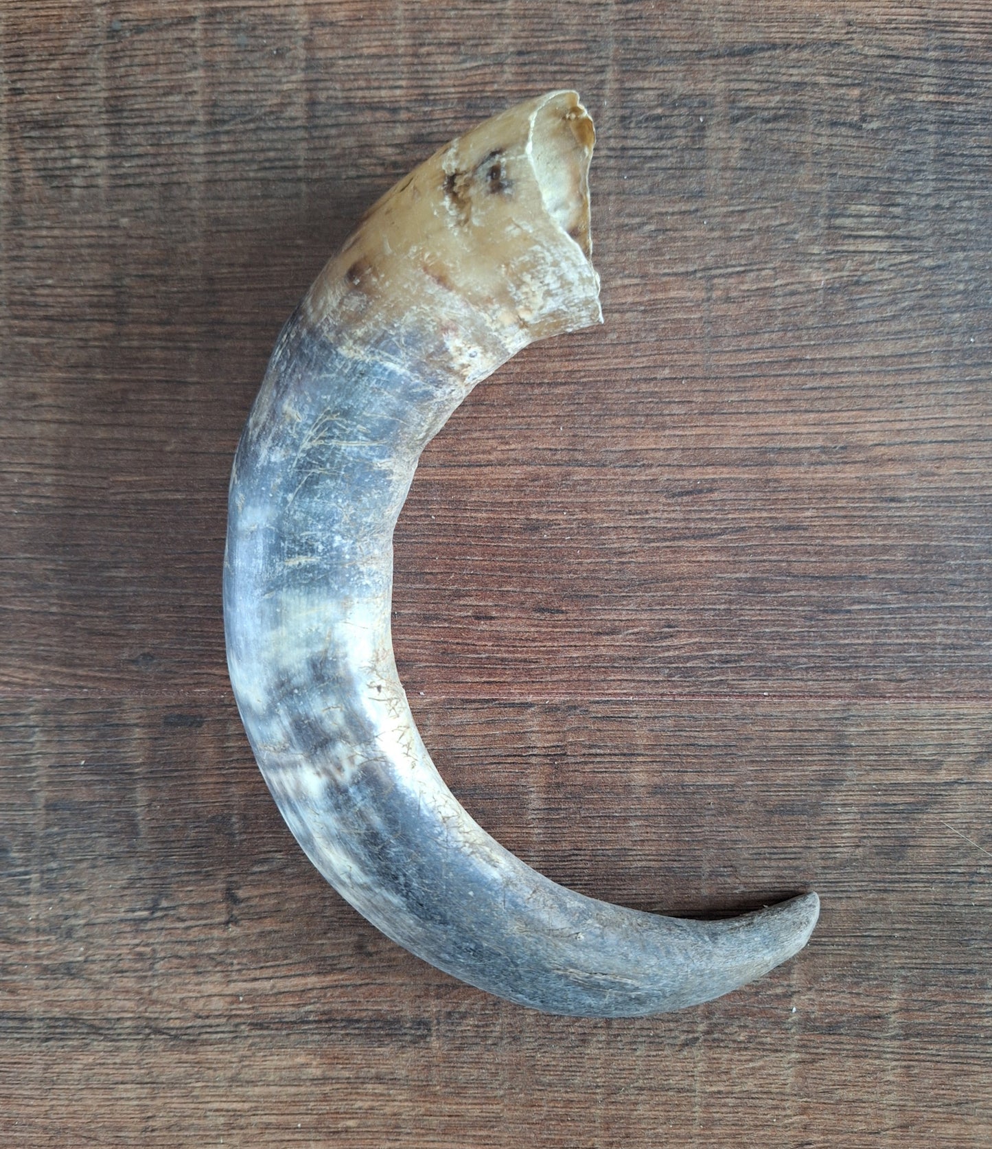 Cow horns