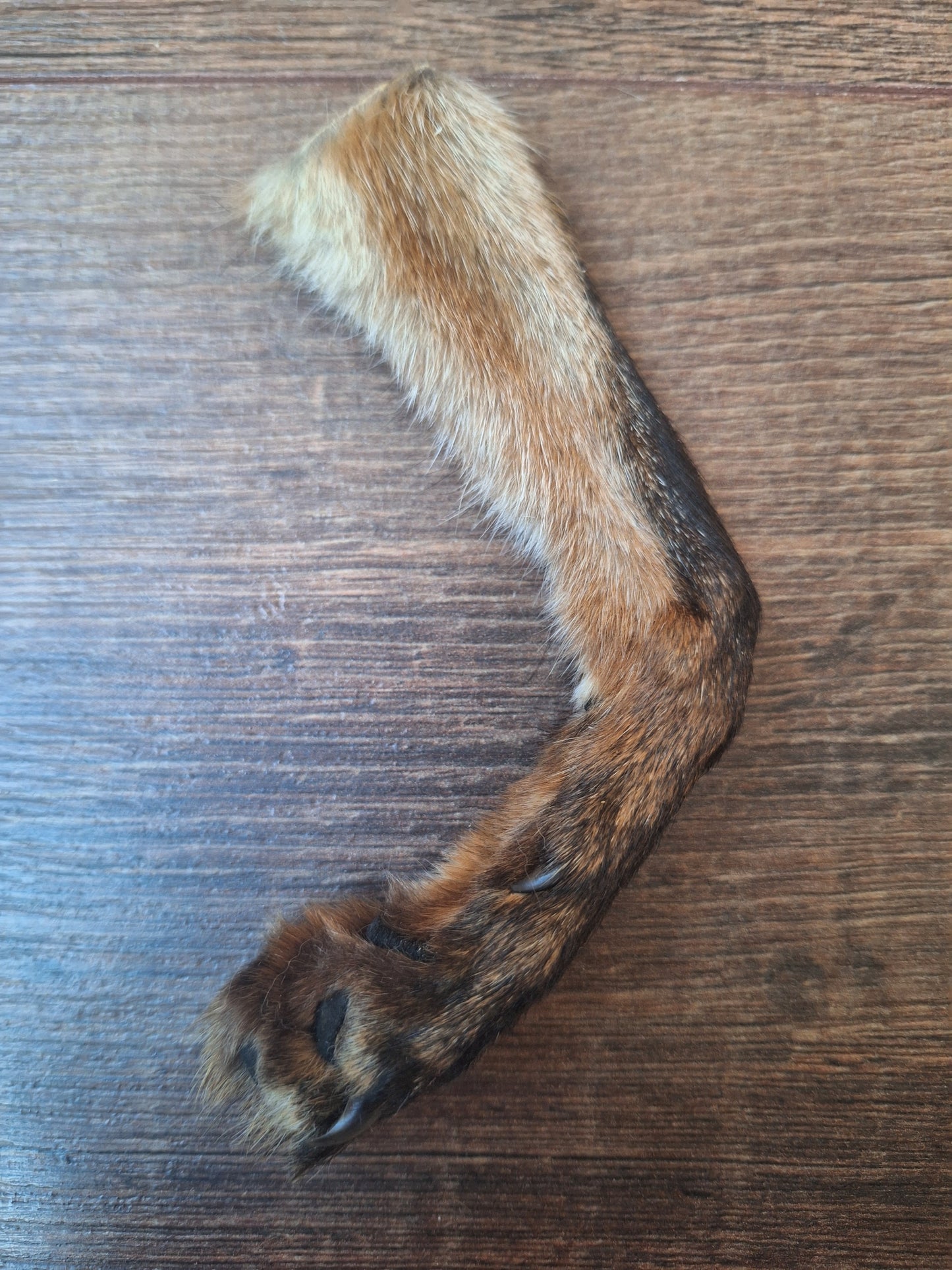 Fox lower legs