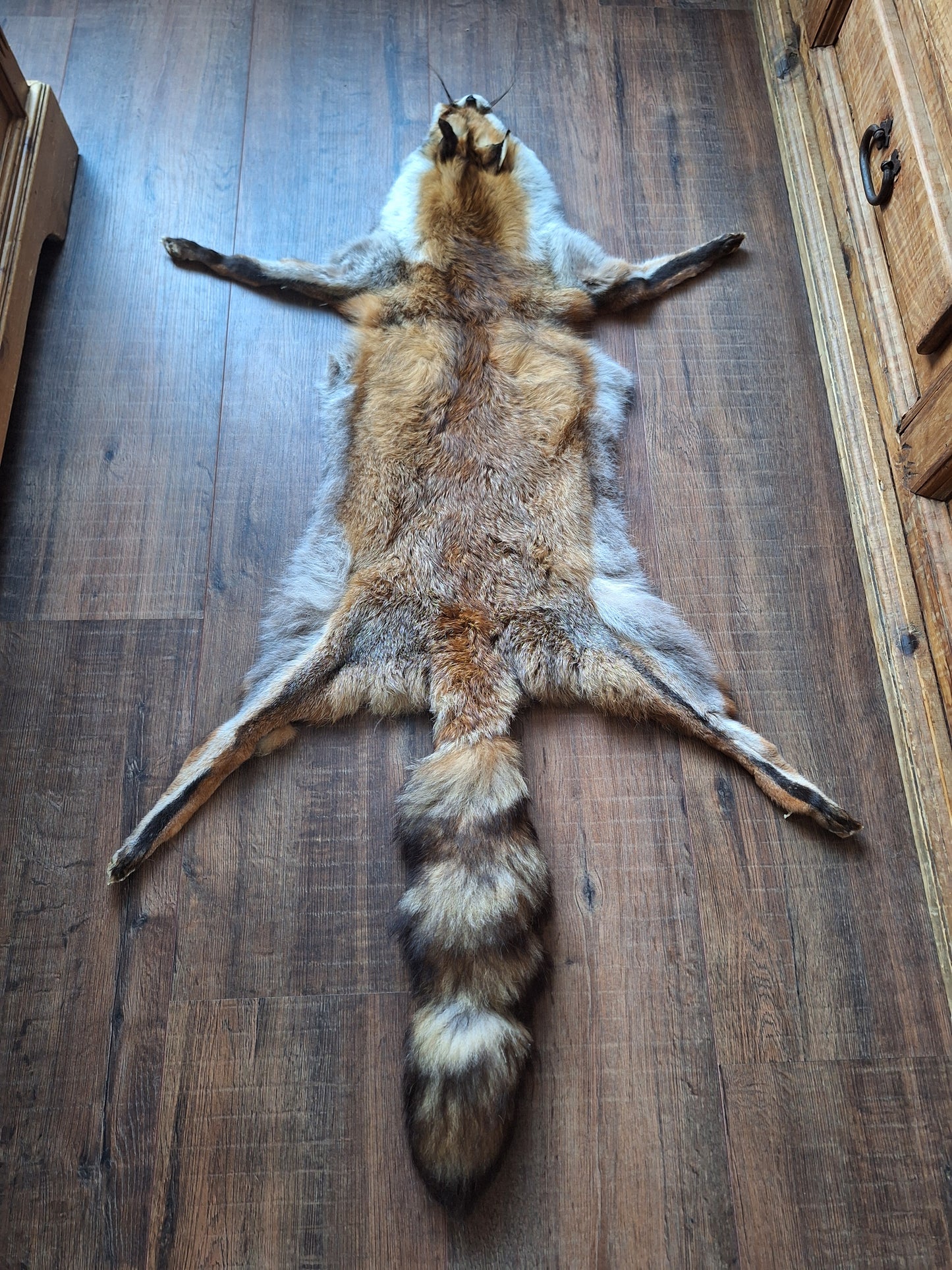Red fox hide #22