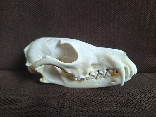 Fox skull #21