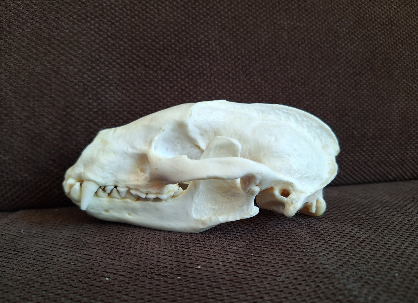 Badger skull #9