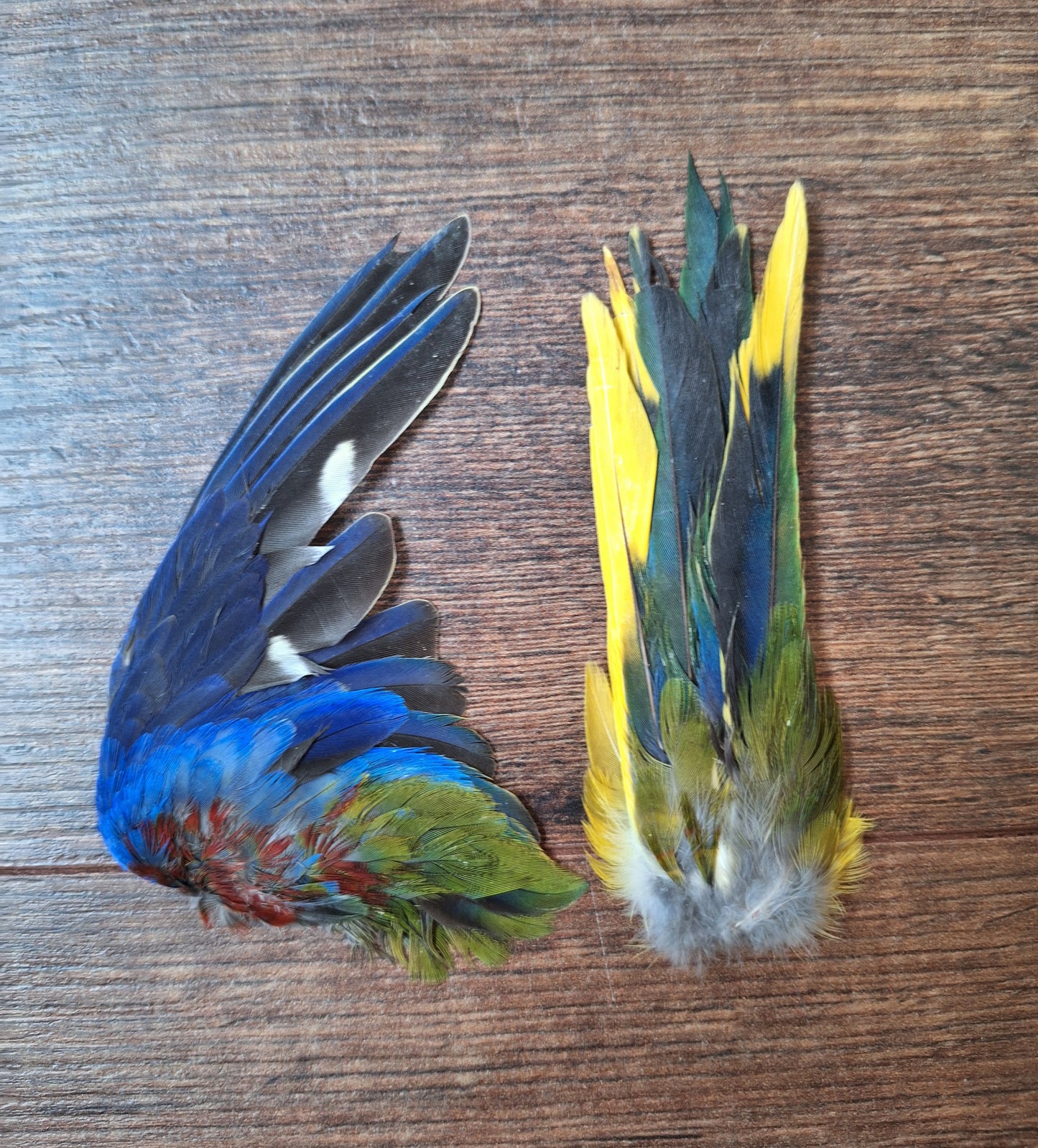 Parakeet single wing and tail, B-quality