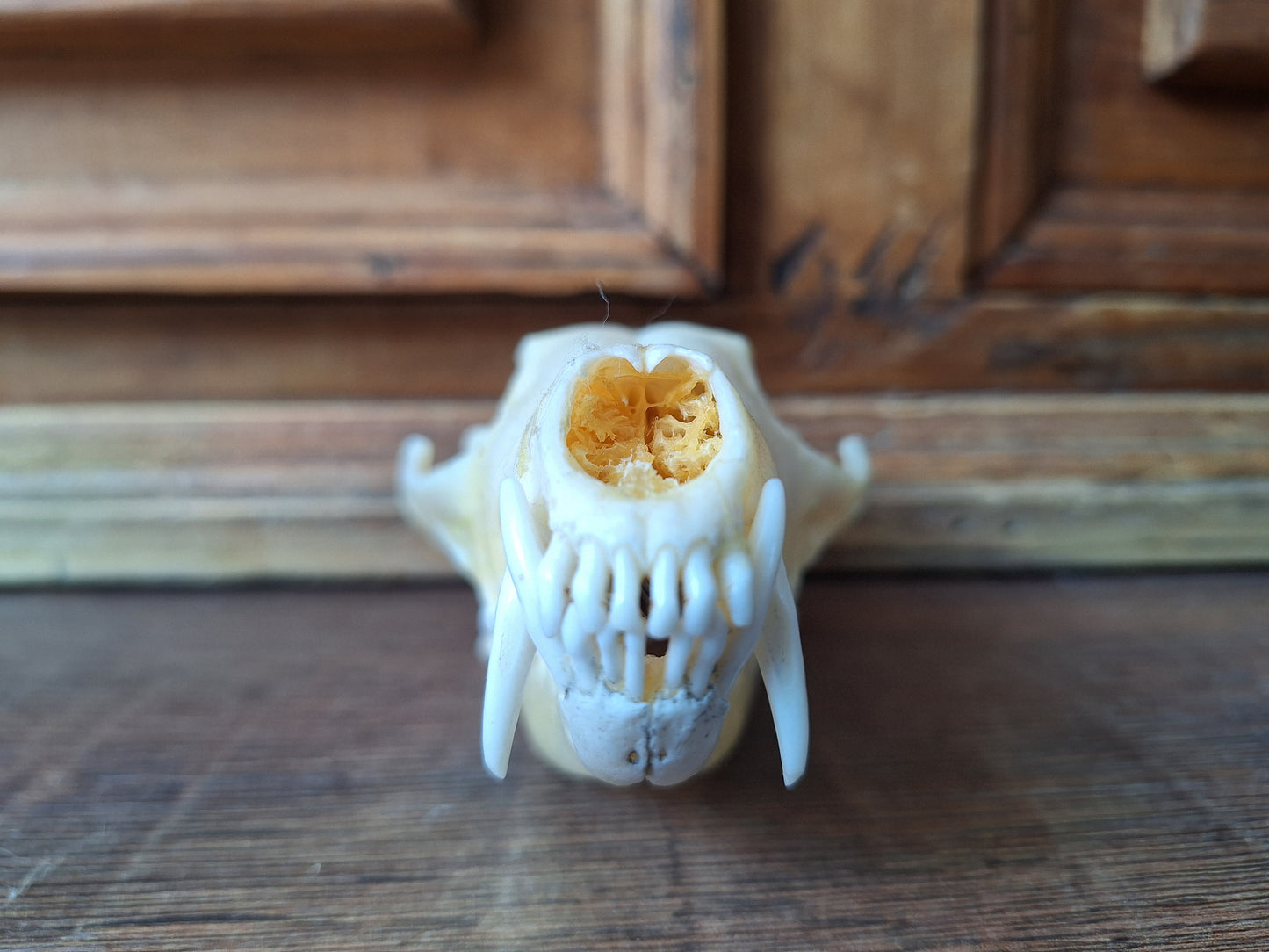 Fox skull #19