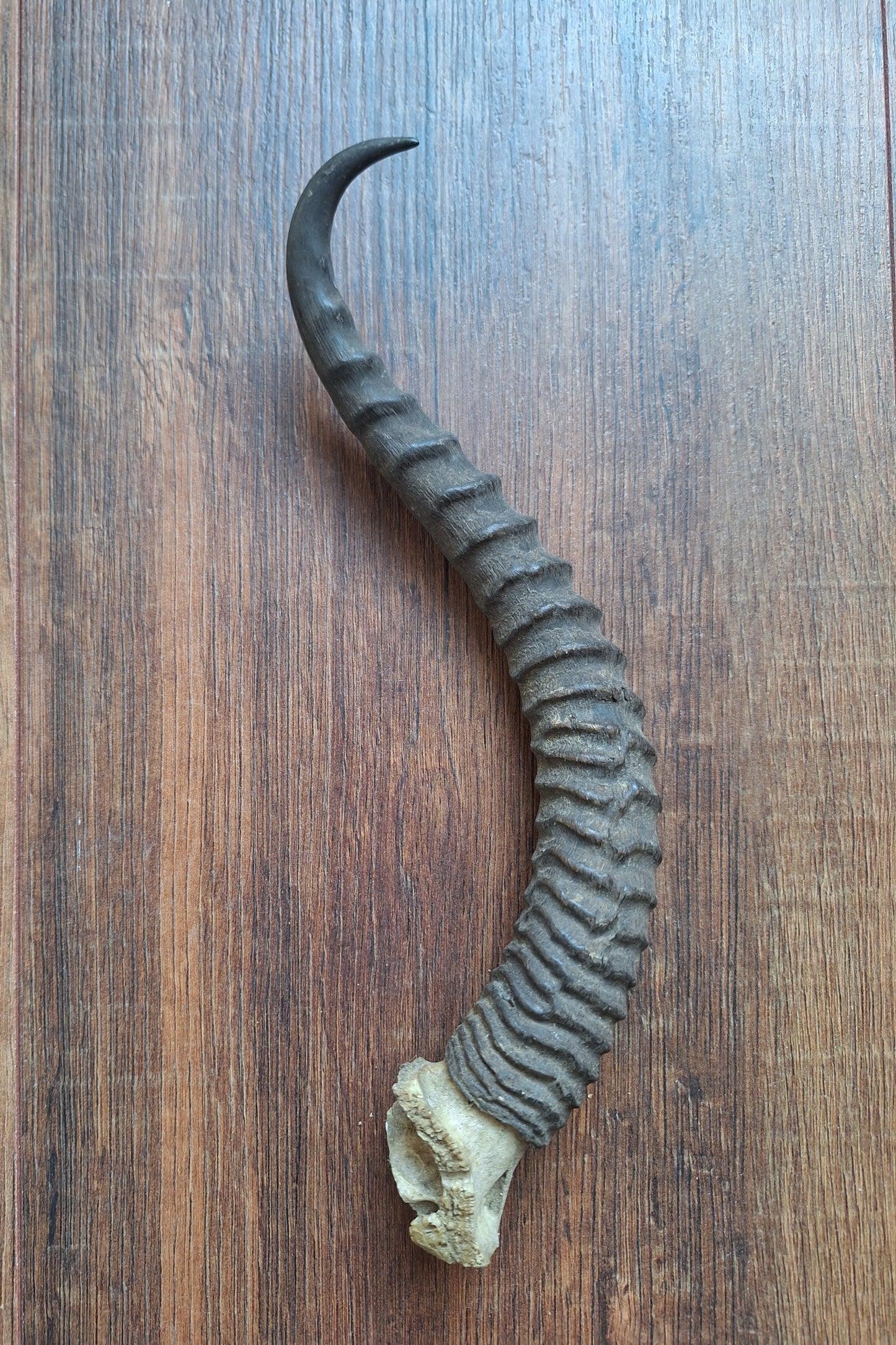 Dorcas gazelle horns, single