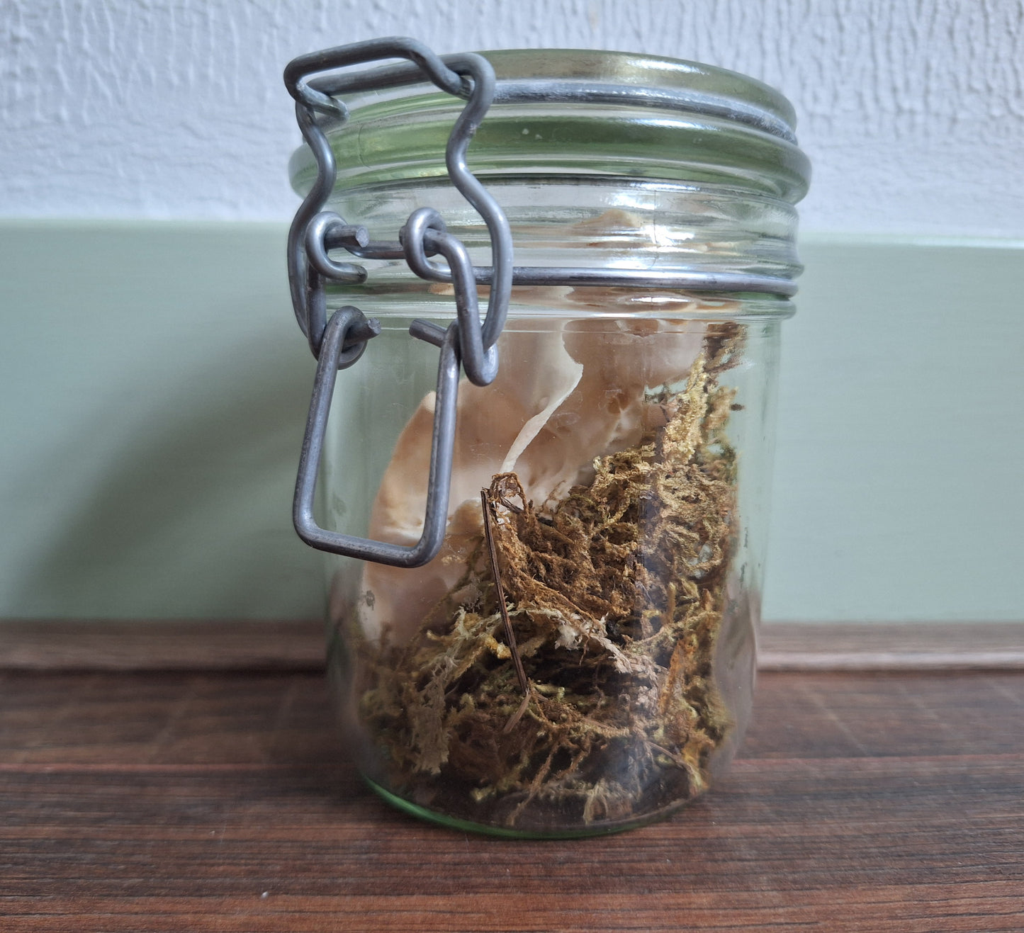 Alpine marmot upper skull, B-quality, in glass jar