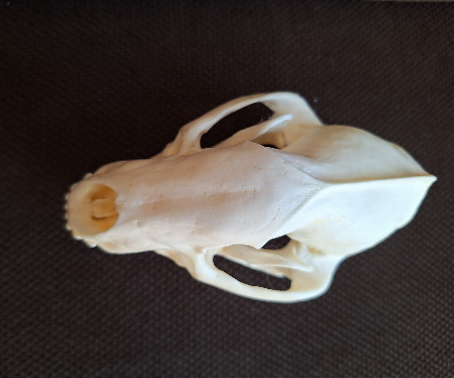 Badger skull #8