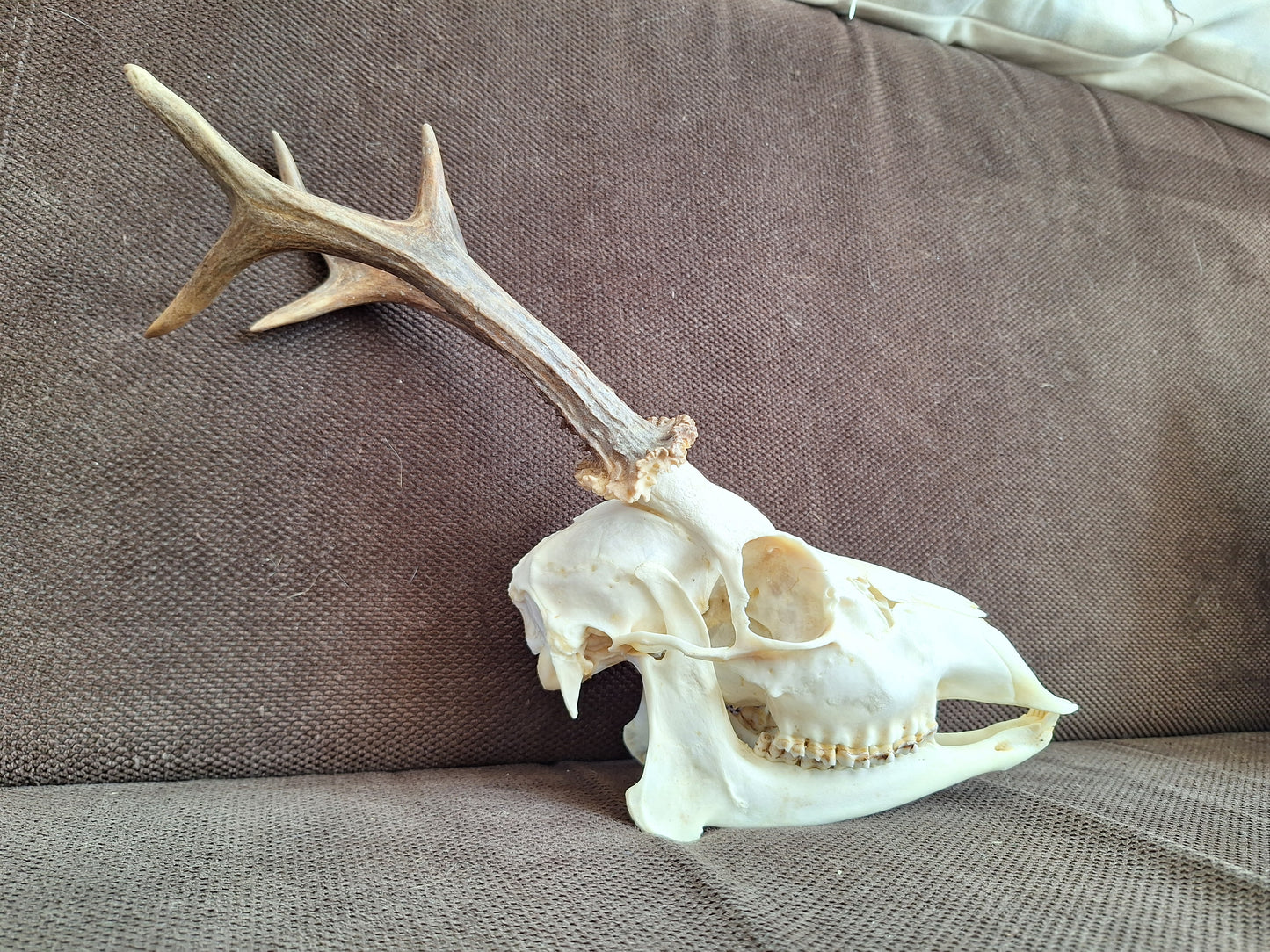 Roe buck skull #2