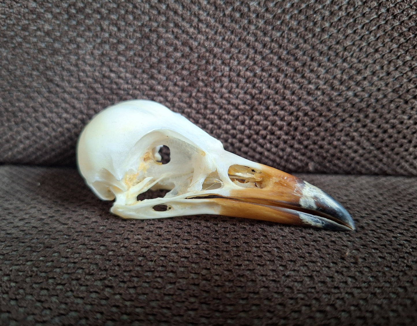 Jackdaw skull #6