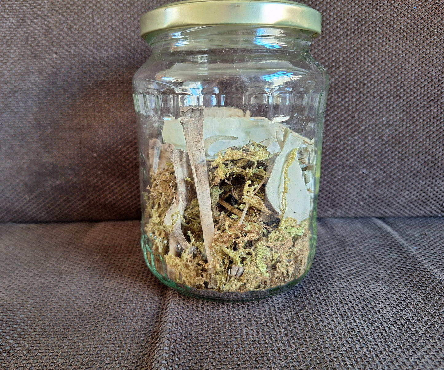 Rabbit partial skeleton, B-quality, in glass jar