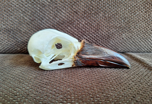 Crow skull #31