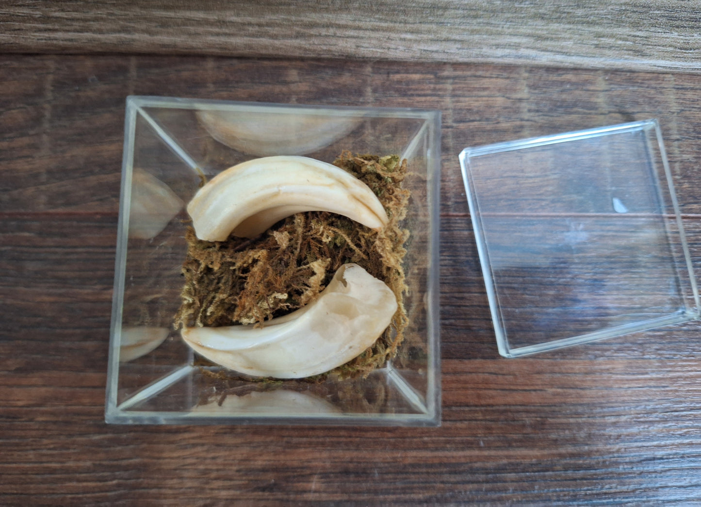 Wild boar upper jaw tusks in display cube