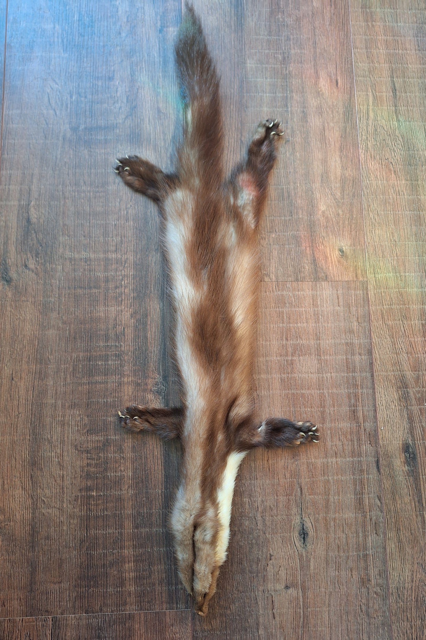 Stone marten hide #4