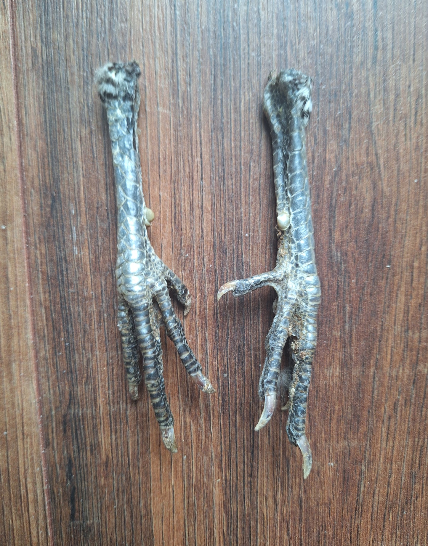 Chicken lower legs, set of 2