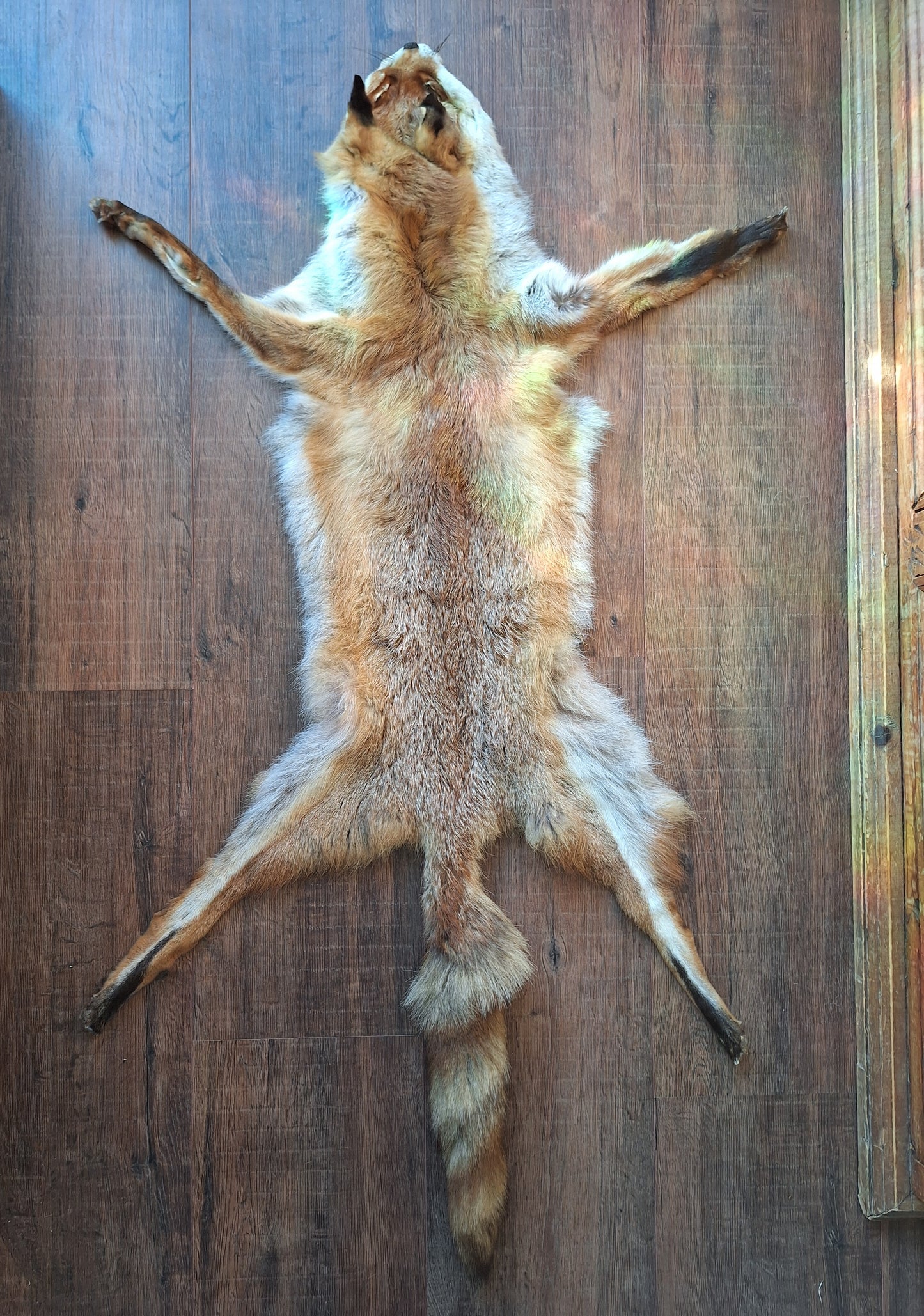 Red fox hide #25