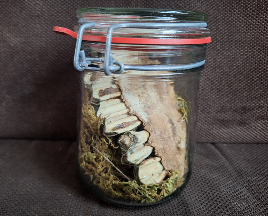 Cow jaw piece, B-quality, in glass jar