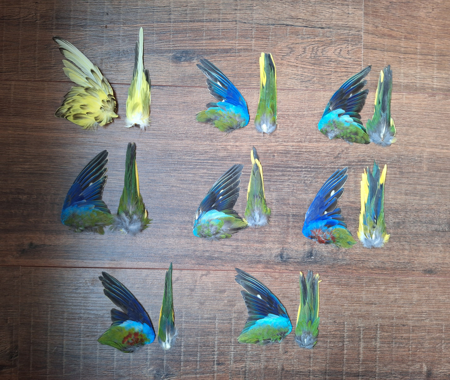 Parakeet single wing and tail, B-quality