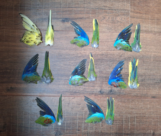 Parakeet single wing and tail, B-quality