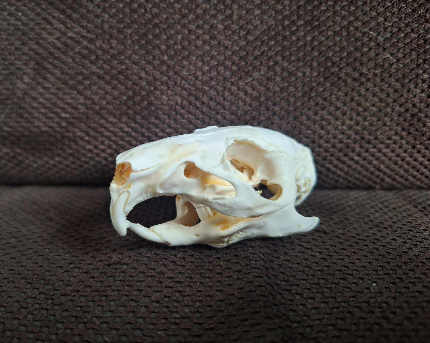 Guinea pig skull