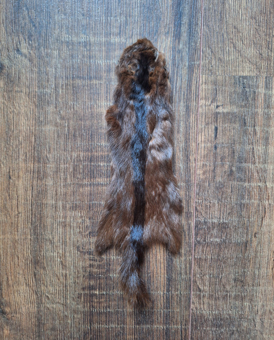 Squirrel hide #2