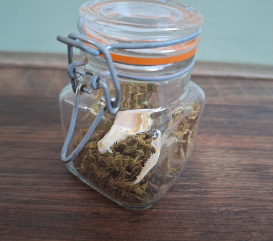 Mole skull in glass jar